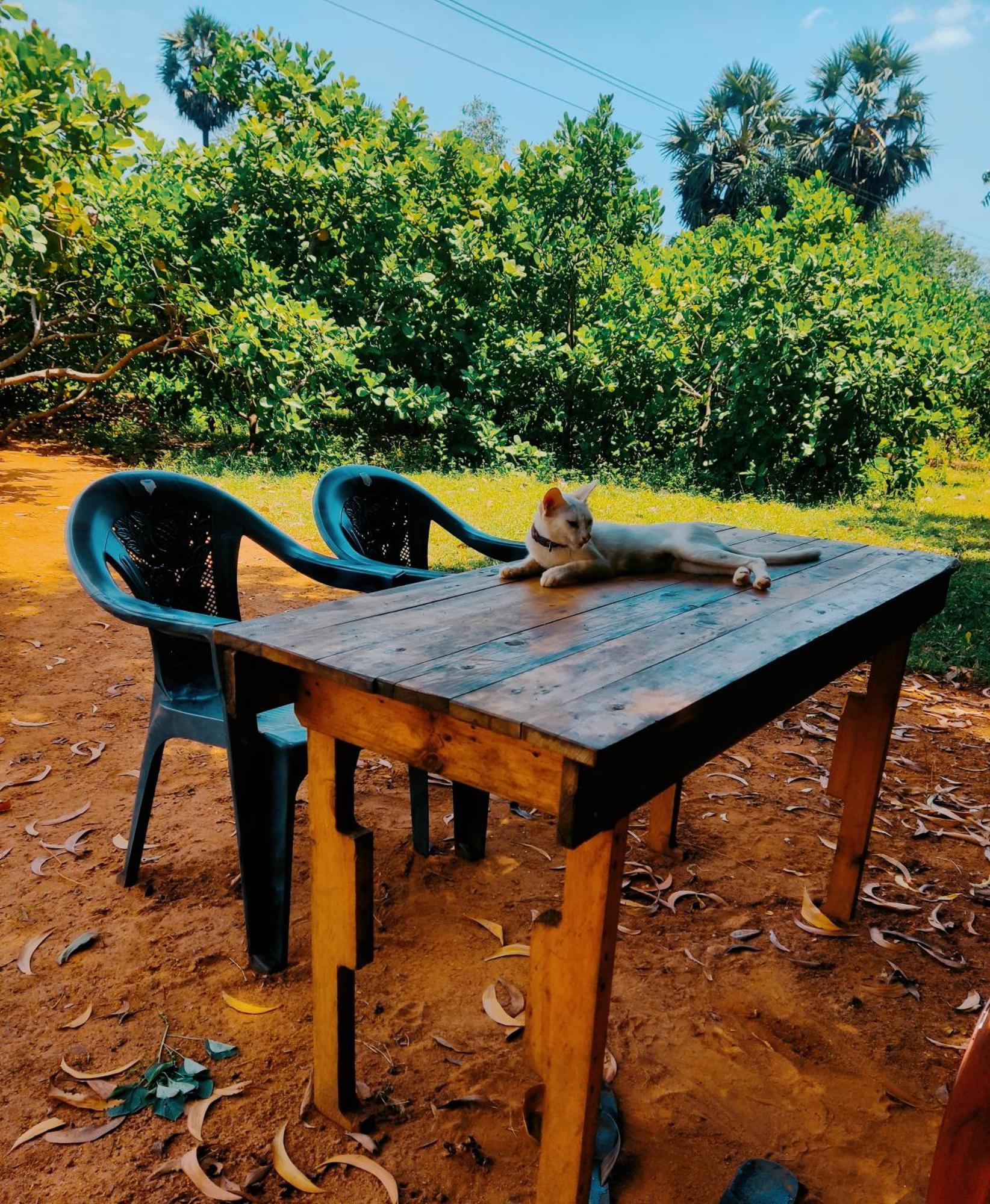 Boomerang Community Auroville Exterior foto